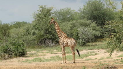 Kruger Park - África do Sul - 02-10-2017 - Safari