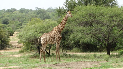 Kruger Park - África do Sul - 02-10-2017 - Safari