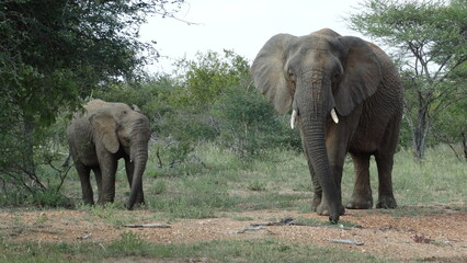 Kruger Park - África do Sul - 02-10-2017 - Safari