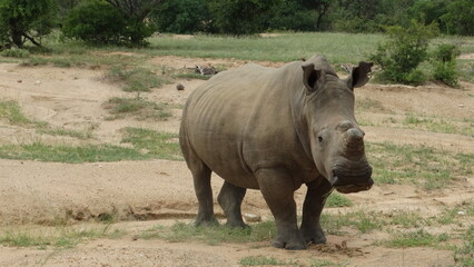 Naklejka premium Kruger Park - África do Sul - 02-10-2017 - Safari