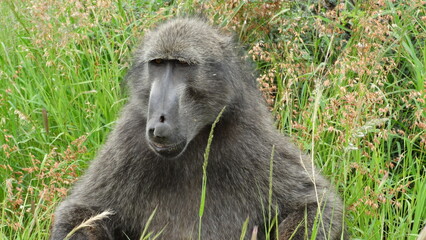 Etosha Park - Namíbia - Lince 04-20-2016