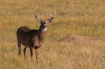 A Large White-tailed Deer Buck on a Fall Morning in the Colorado Plains
