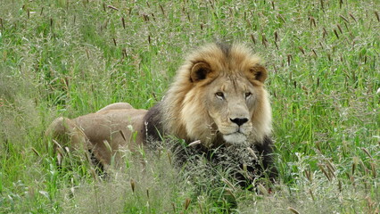 Leão macho Etosha Park - Namíbia - Lince 04-20-2016