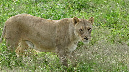 Naklejka premium Etosha Park - Namíbia - Lince 04-20-2016