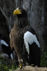 american bald eagle