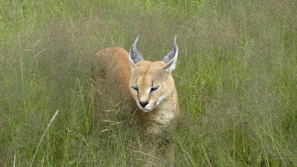 Etosha Park - Namíbia - Lince 04-20-2016