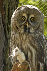 great horned owl
