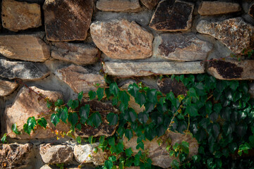 Green leaves grow on stones 