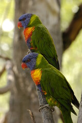 Obraz na płótnie Canvas rainbow lorikeet parrot