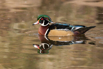 A Beautiful Wood Duck Drake Swimming on a Calm Pond