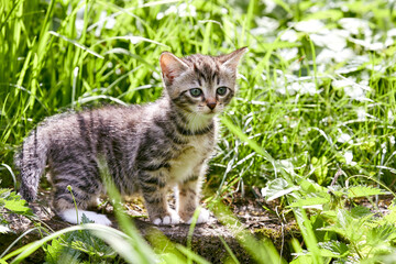 chaton tigré dévouvrant un jardin en été 