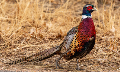 A Colorful Ring-necked Pheasant in a Field
