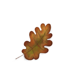 Obraz premium oak leaf isolated on white background