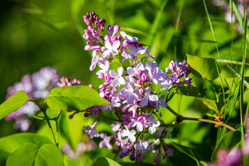 A bunch of half-bloomed purple lilac is visible agains