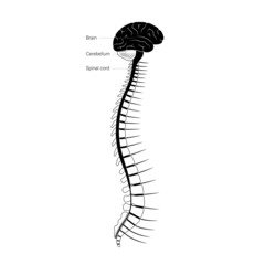 Spinal cord anatomy