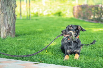 mongrel puppy gnaws a leather leash on a walk in the park