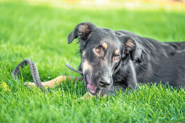 mongrel puppy gnaws a leather leash on a walk in the park