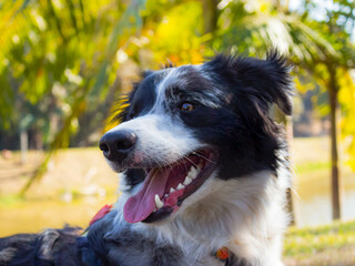 border collie dog puppy