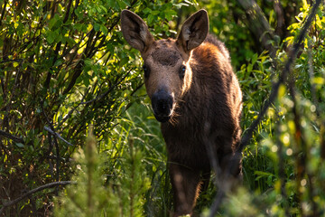 An Adorable Moose Calf Foraging for Food in a Willow Patch