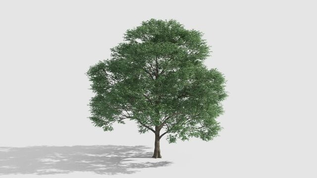 Tree Growing