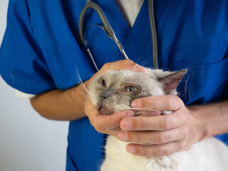 Cat with inflamed infection red eyes in the hands of the veterinarian. close up