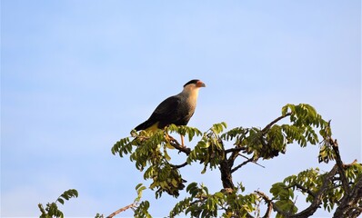 carcará - Southern Caracara