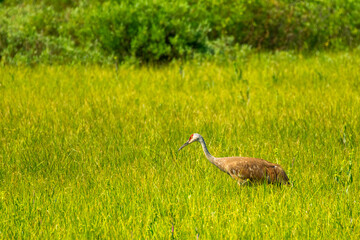 Sandhill Crane, Yellowstone National Park