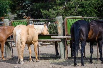 Collection of horses in an outdoor corral eating hay from a metal feed trough
