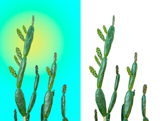 Isolated cactus. on two backgrounds