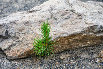New pine tree beginning to grow in the protection of a rock, Yellowstone National Park, USA
