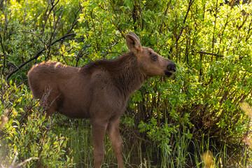 An Adorable Moose Calf Foraging for Food in a Willow Patch