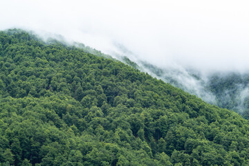 Forested mountain slope covered with fog.