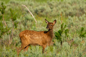 Obraz premium Elk Calf in Yellowstone National Park