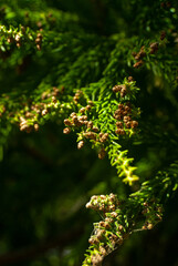 Young Japanese cedar branches with little cones tangled in a web in the sunlight - Cryptomeria japonica, Vertical, Selective focus