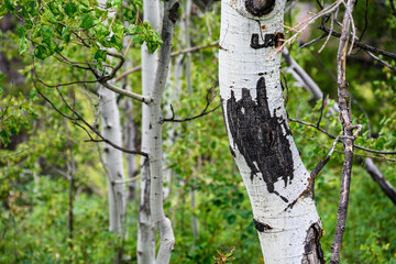 Green and white pattern and texture of Quaking Aspen trees, as a nature background
