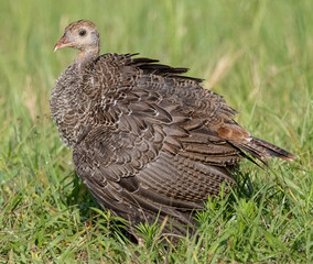 juvenile wild turkey