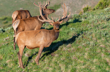 A Large Bull with Velvet Antlers High in the Rocky Mountains