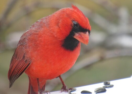 Curious Male Cardinal 