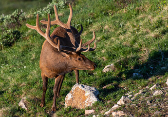 A Large Bull with Velvet Antlers High in the Rocky Mountains