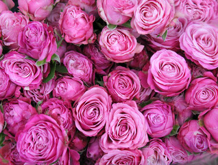pink bush rose