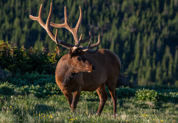 Large Bull Elk with Velvet Antlers on a Spring Morning