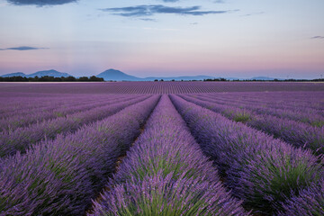 Traum im Lavendelfeld