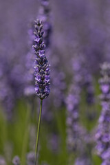 Obraz premium Lavendelblüte