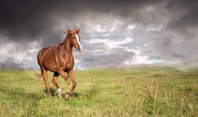free horse gallops across the meadow against the stormy sky. Banner copy space. Freedom concept.