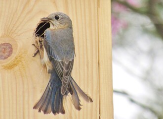 Fototapeta premium Female Bluebird Making Nest Birdhouse
