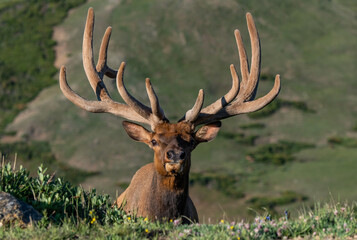 Naklejka na ściany i meble Large Bull Elk with Velvet Antlers on a Spring Morning