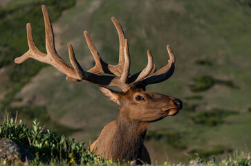 Large Bull Elk with Velvet Antlers on a Spring Morning