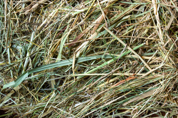 Hay photo close up. Feeding horses and animals. Farming