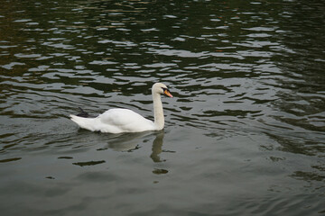 Fototapeta premium The swan is eating grass