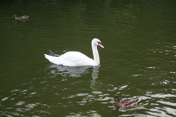 The swan is eating grass